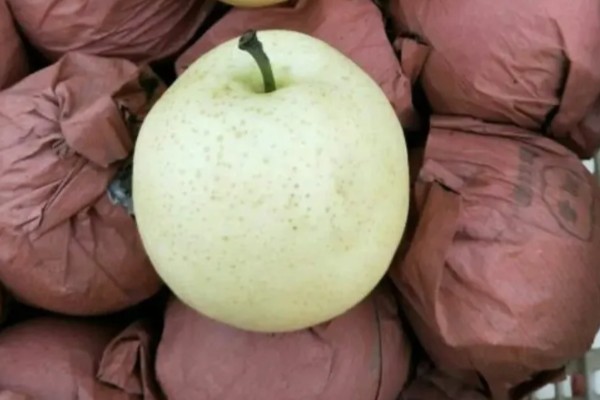 选购优质黄金梨的方法，从梨脐、形状等方面去挑选