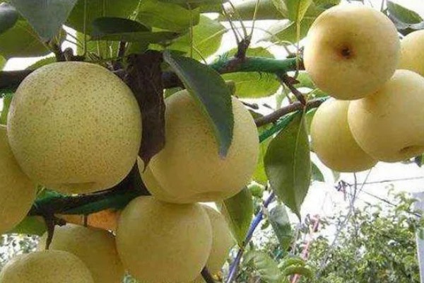 选购优质黄金梨的方法，从梨脐、形状等方面去挑选