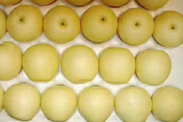 选购优质黄金梨的方法，从梨脐、形状等方面去挑选