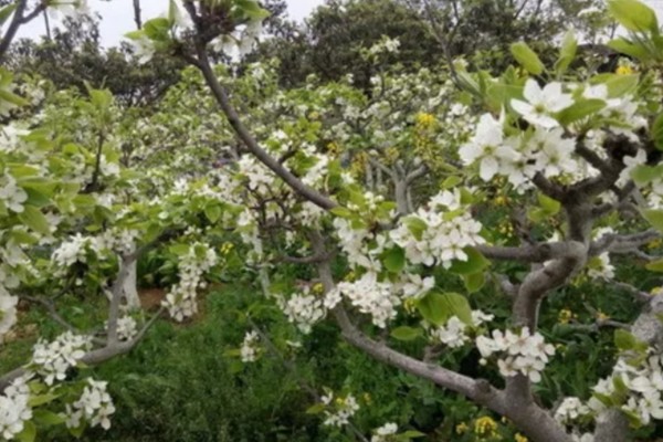 选购优质黄金梨的方法，从梨脐、形状等方面去挑选