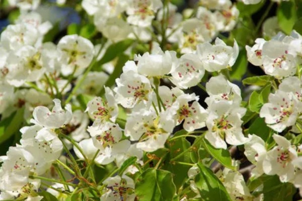 选购优质黄金梨的方法，从梨脐、形状等方面去挑选