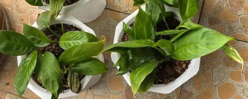 秋天白掌能分盆吗，能分盆