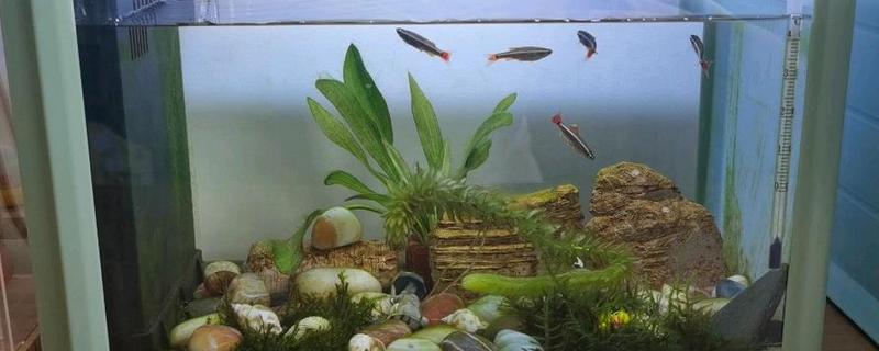 水草上面长毛了怎么处理，可以在鱼缸中养一些小虾