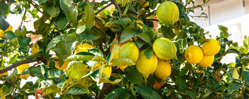柠檬的种植条件，一般在肥沃深厚的土壤种植