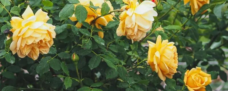月季黄金庆典一年开几次，一年可以开2-3次