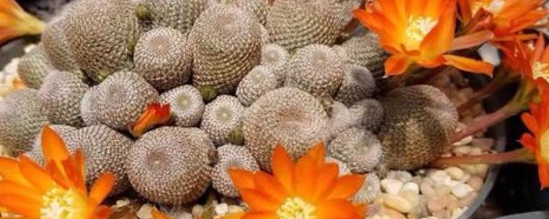 为什么子孙球不开花，可能是光照不足或施肥不当