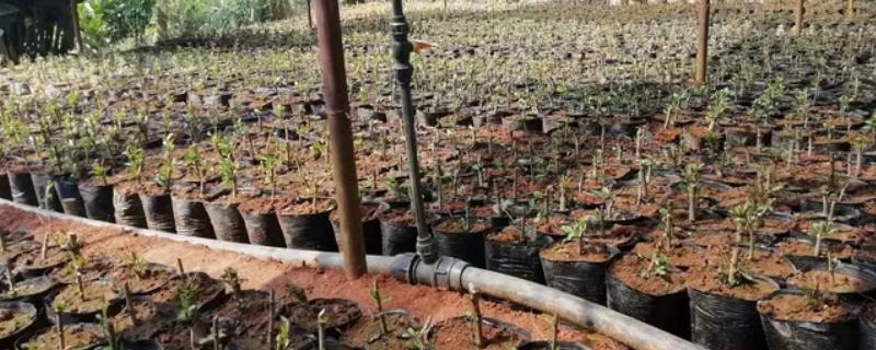 香橼怎么种植，可以用种子、扦插繁殖