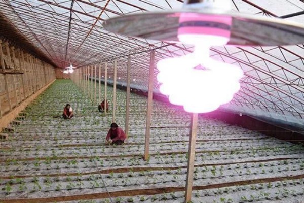冬季蔬菜大棚怎样用补光灯,补光灯功率通常为36W