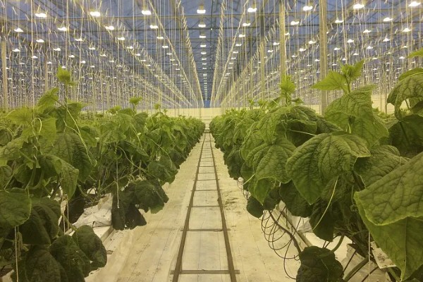 冬季蔬菜大棚怎样用补光灯,补光灯功率通常为36W