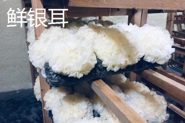 鲜银耳和干银耳的区别，外观和颜色均不同