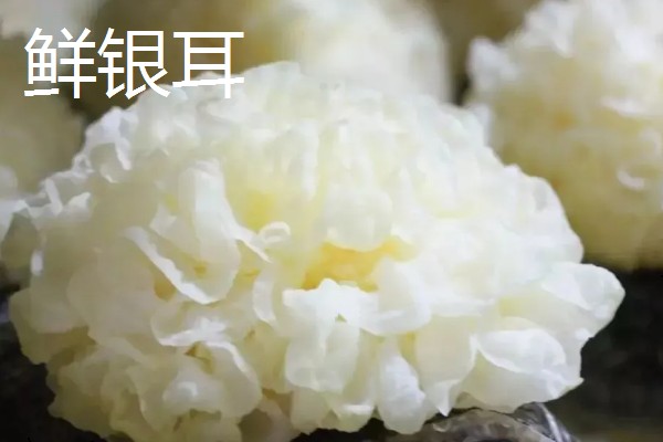 鲜银耳和干银耳的区别，外观和颜色均不同