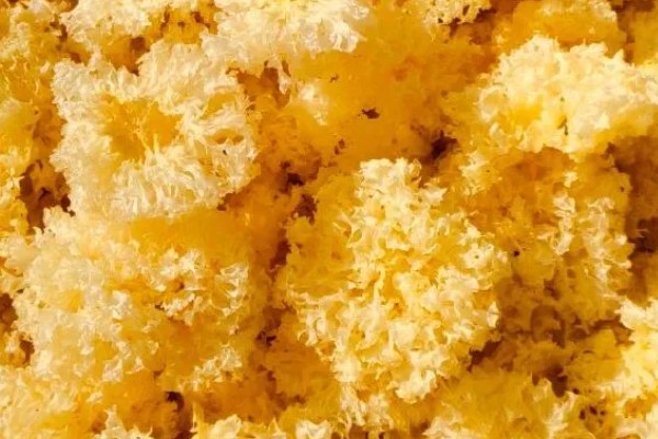 鲜银耳和干银耳的区别，外观和颜色均不同