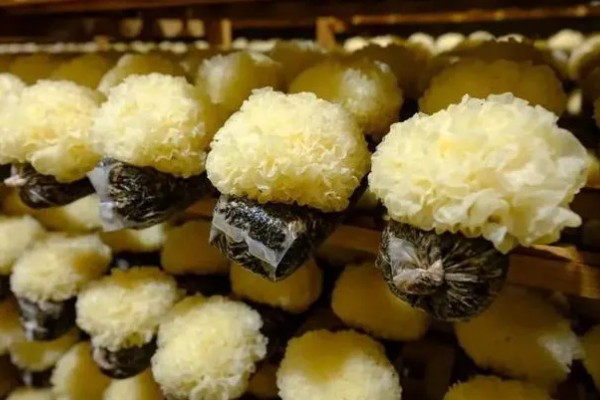 鲜银耳和干银耳的区别，外观和颜色均不同