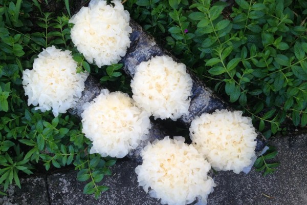 鲜银耳和干银耳的区别，外观和颜色均不同