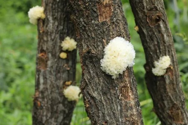 鲜银耳和干银耳的区别，外观和颜色均不同