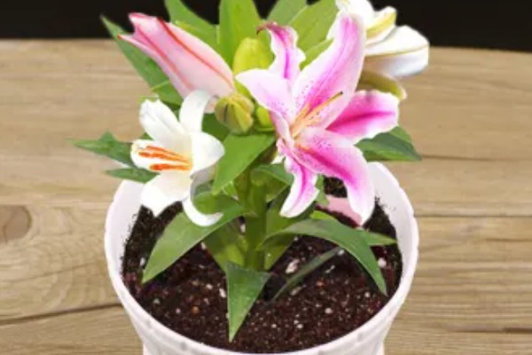 百合花快蔫了如何救活,一定要确保充足的光照