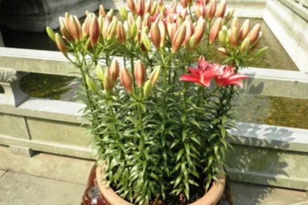 百合花快蔫了如何救活,一定要确保充足的光照