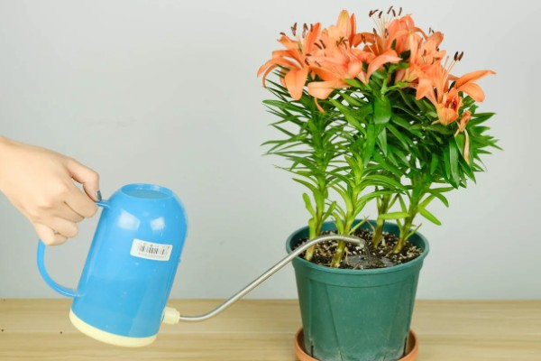 百合花快蔫了如何救活,一定要确保充足的光照