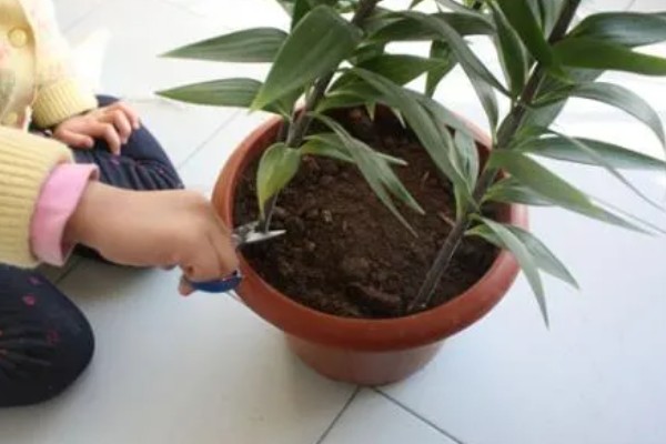 百合花快蔫了如何救活,一定要确保充足的光照