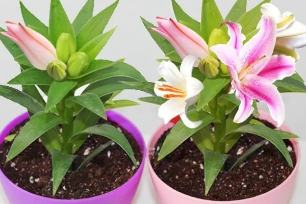 百合花快蔫了如何救活,一定要确保充足的光照