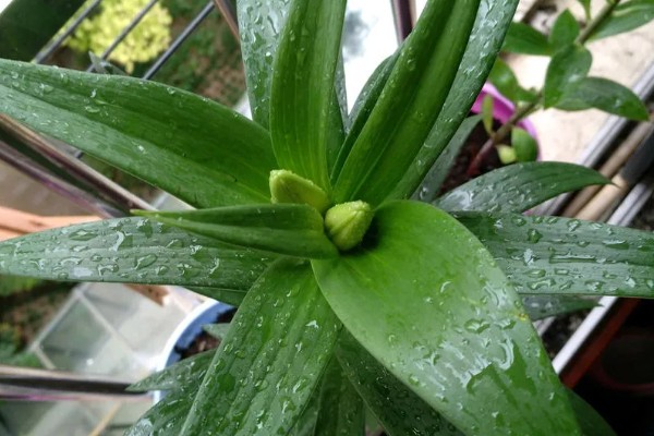 百合花快蔫了如何救活,一定要确保充足的光照