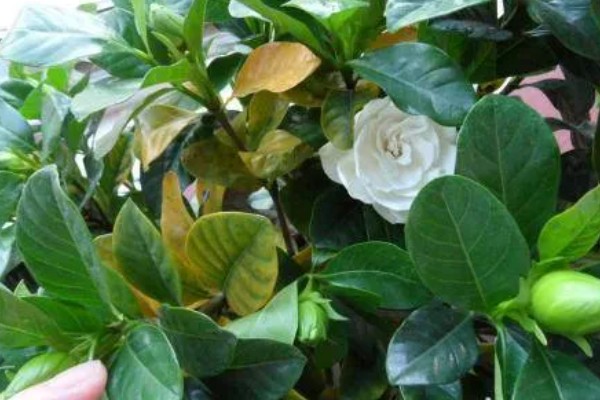 栀子花为何花苞发黄掉落，过度浇水会烂根影响植株生长