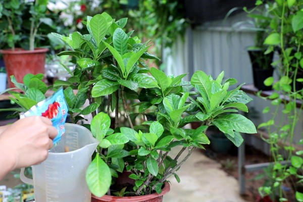 栀子花为何花苞发黄掉落，过度浇水会烂根影响植株生长