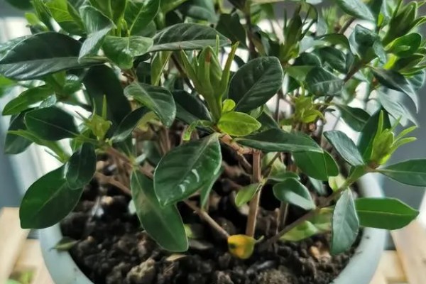 栀子花为何花苞发黄掉落，过度浇水会烂根影响植株生长