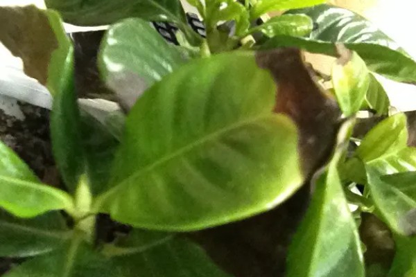 栀子花为何花苞发黄掉落，过度浇水会烂根影响植株生长