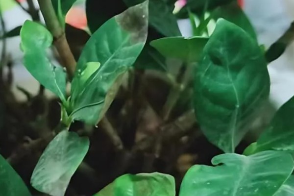 栀子花为何花苞发黄掉落，过度浇水会烂根影响植株生长