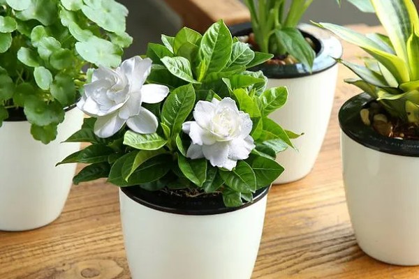 栀子花为何花苞发黄掉落，过度浇水会烂根影响植株生长