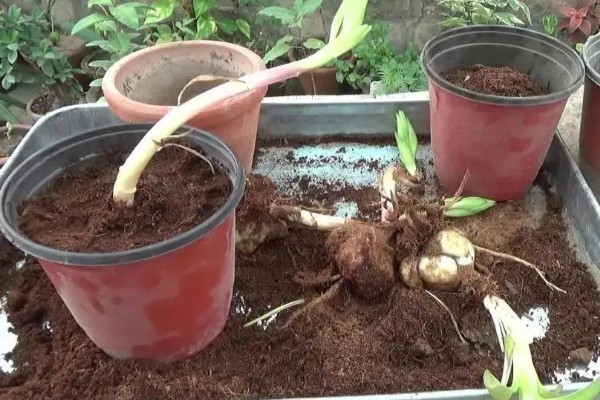 百合花快蔫了如何救活,一定要确保充足的光照