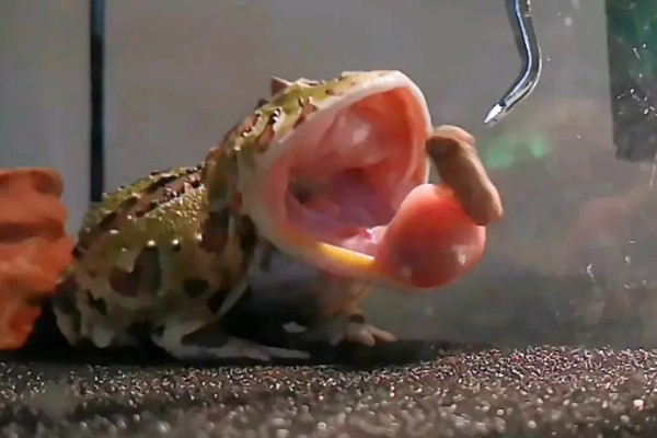 角蛙吃什么食物，可以吃小鱼、蝗虫、面包虫等