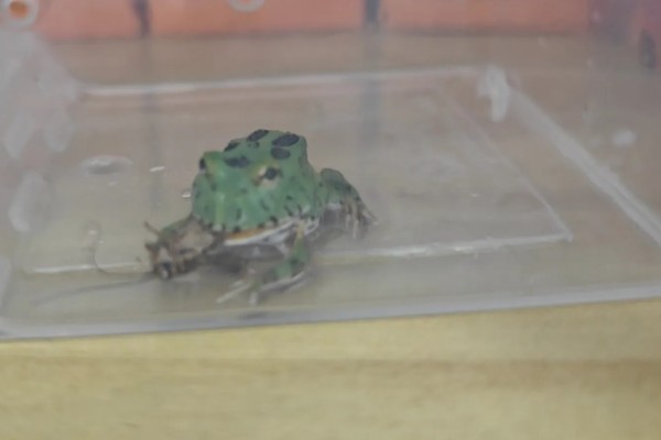 角蛙吃什么食物，可以吃小鱼、蝗虫、面包虫等