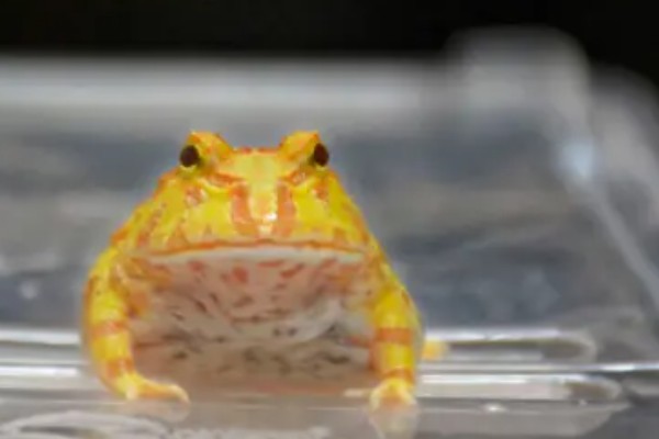 角蛙吃什么食物，可以吃小鱼、蝗虫、面包虫等