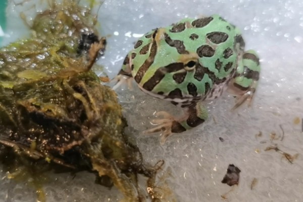 角蛙吃什么食物，可以吃小鱼、蝗虫、面包虫等