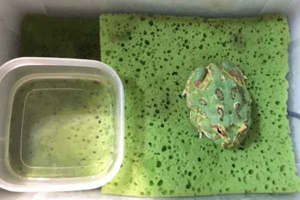 角蛙吃什么食物，可以吃小鱼、蝗虫、面包虫等