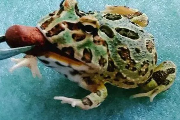 角蛙吃什么食物，可以吃小鱼、蝗虫、面包虫等