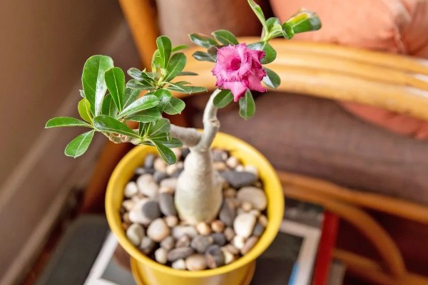 沙漠玫瑰怎么养出八爪根,生长期间每半月施加一次磷钾肥