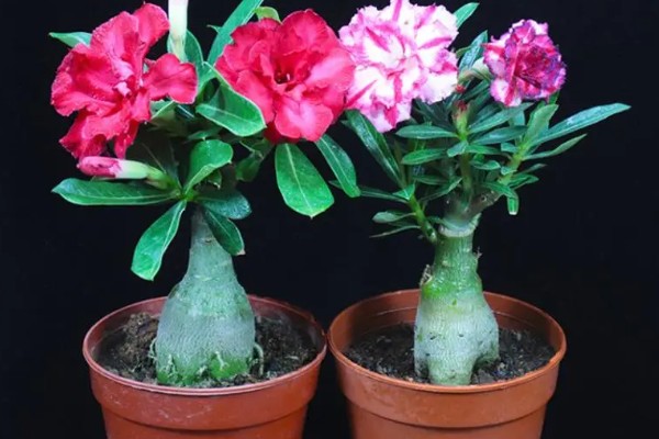 沙漠玫瑰怎么养出八爪根,生长期间每半月施加一次磷钾肥