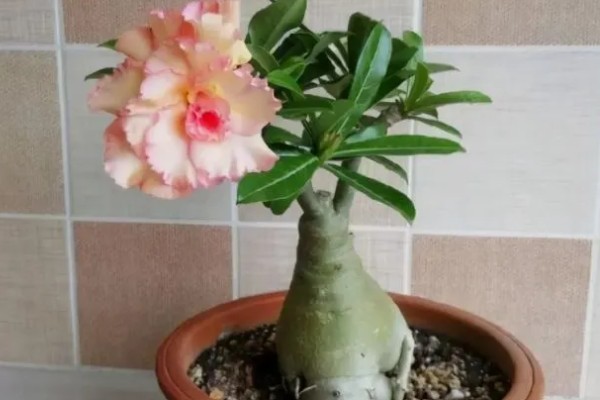 沙漠玫瑰怎么养出八爪根,生长期间每半月施加一次磷钾肥