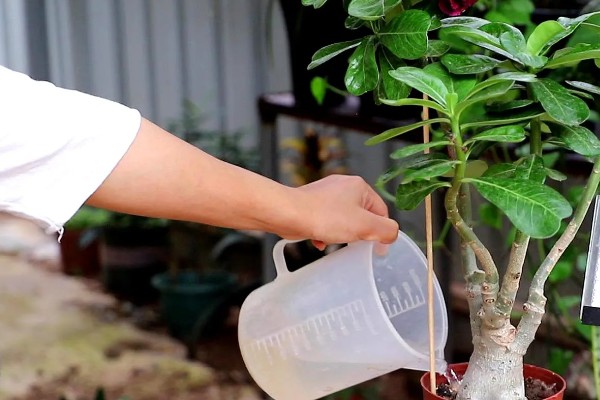 沙漠玫瑰怎么养出八爪根,生长期间每半月施加一次磷钾肥