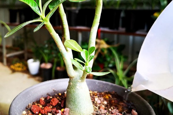 沙漠玫瑰怎么养出八爪根,生长期间每半月施加一次磷钾肥