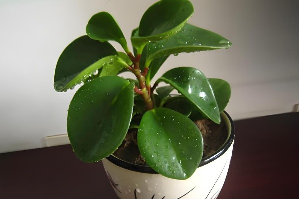 豆瓣掌怎么养殖，夏季每隔2天浇一次水