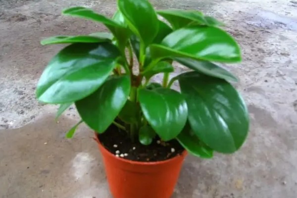 豆瓣掌怎么养殖，夏季每隔2天浇一次水