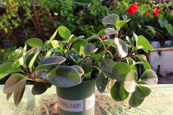 豆瓣掌怎么养殖，夏季每隔2天浇一次水