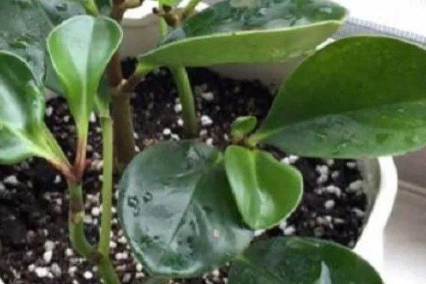 豆瓣掌怎么养殖，夏季每隔2天浇一次水