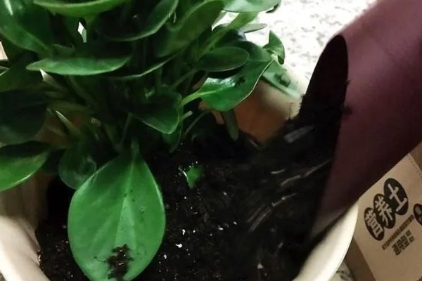 豆瓣掌怎么养殖，夏季每隔2天浇一次水