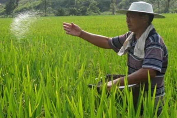 水稻孕穗期的管理方法,田间灌水3-5厘米左右