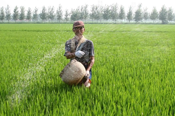 水稻孕穗期的管理方法,田间灌水3-5厘米左右